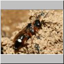 Harpactus lunatus - Grabwespe w02e - OS-Hollage Lehmkuhle.jpg